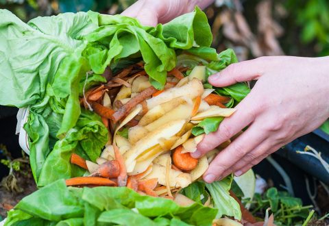 Waste food Waste food